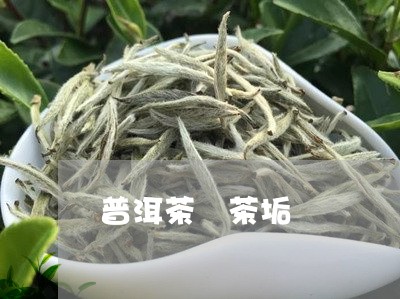 普洱茶 茶垢/2023042813570